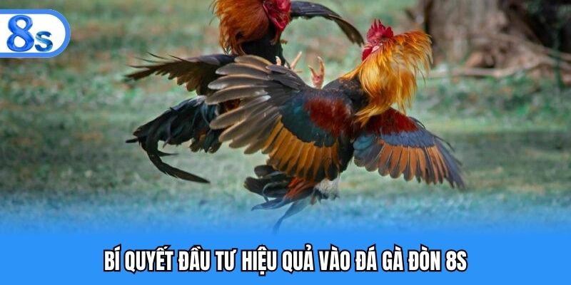 Bí quyết đầu tư hiệu quả vào đá gà đòn 8S