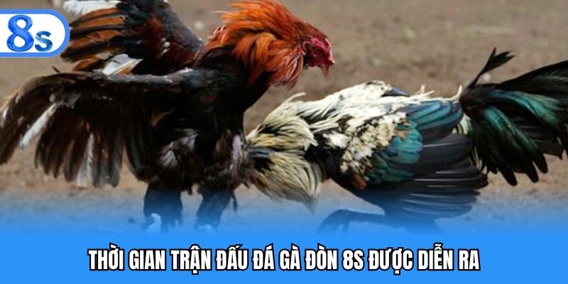 Thời gian trận đấu đá gà đòn 8S được diễn ra